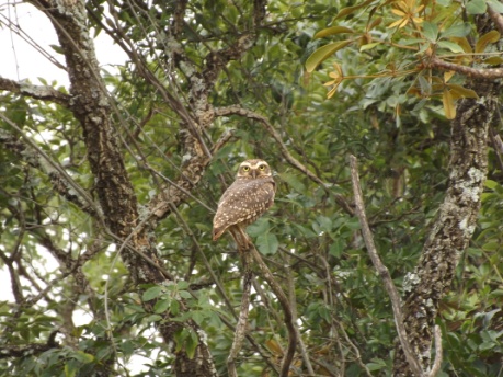 Coruja Buraqueira