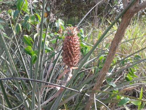 Fruto do abacaxi-do-cerrado