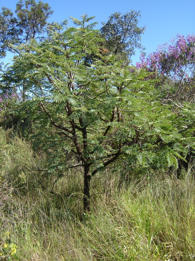 Barbatimão