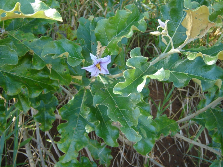 Flor da fruta-do-lobo