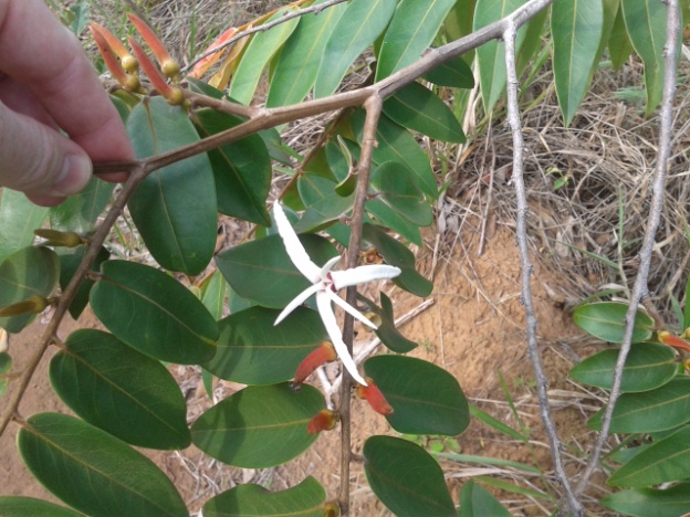 Pimenta-de-macaco