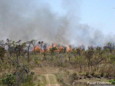 Fogo no cerrado