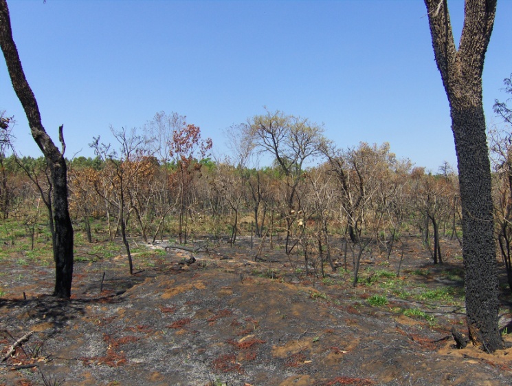 Fogo no cerrado