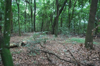 Bosque do Santa Marta