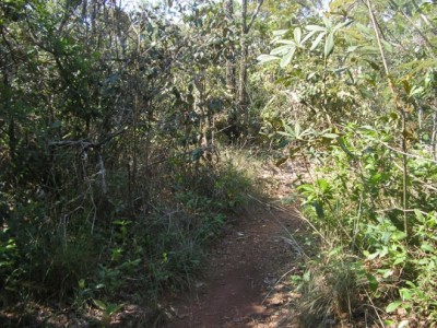 Trilha no cerrado